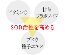 天草フラボノイド、ブドウ種子エキス、ビタミンCでSOD活性を高める