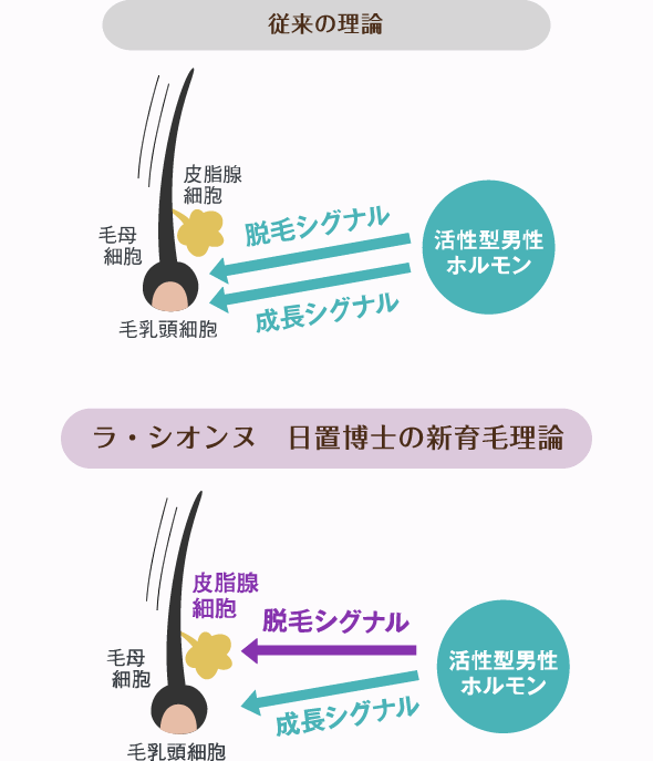 従来の理論 ラ・シオンヌ 日置博士の新育毛理論