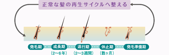 正常な髪の再生サイクルへ整える
